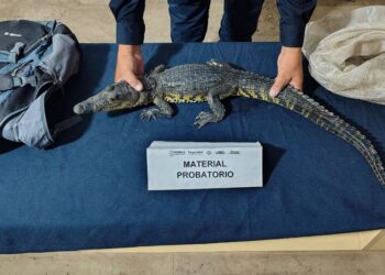 Policía Estatal Turística asegura cocodrilo protegido en zona urbana de Puebla