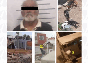 Detenido hombre de 73 años por crueldad animal en Puebla; tenía 15 perros en condiciones deplorables