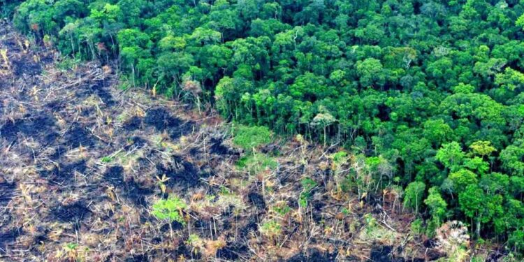 Crisis ambiental global y nacional: desafíos urgentes en 2025