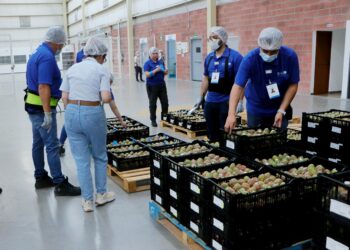 Puebla exporta 7 toneladas de pitaya a EE. UU.; Huitziltepec lidera producción estatal