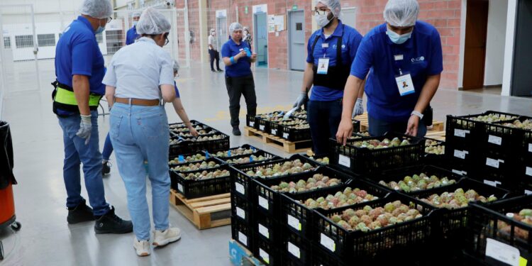 Puebla exporta 7 toneladas de pitaya a EE. UU.; Huitziltepec lidera producción estatal