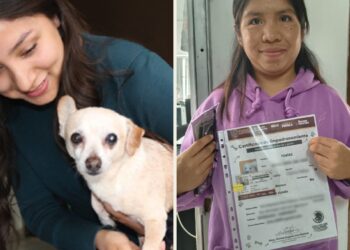 En Puebla, registro de mascotas es gratuito y opcional