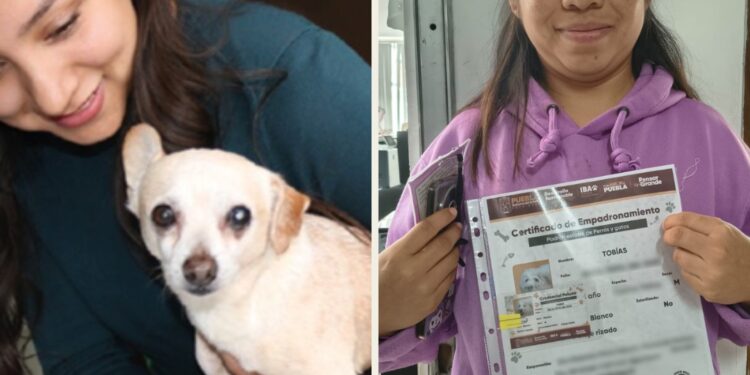En Puebla, registro de mascotas es gratuito y opcional