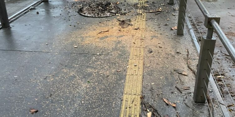 Atiende Protección Civil caída de árbol frente a Ciudad Universitaria