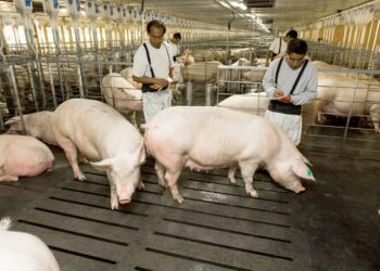 El Bienestar Animal, fundamental en procesos productivos de Altosano-Granjas Carroll