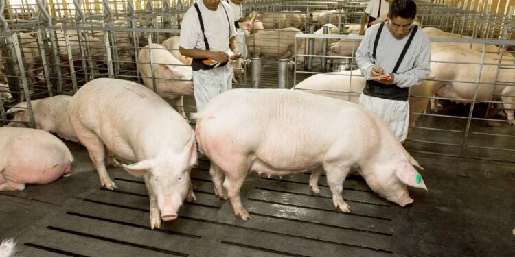 El Bienestar Animal, fundamental en procesos productivos de Altosano-Granjas Carroll
