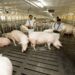 El Bienestar Animal, fundamental en procesos productivos de Altosano-Granjas Carroll