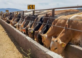 Tras cierre por gusano barrenador, Chihuahua alista envío masivo de ganado a Estados Unidos