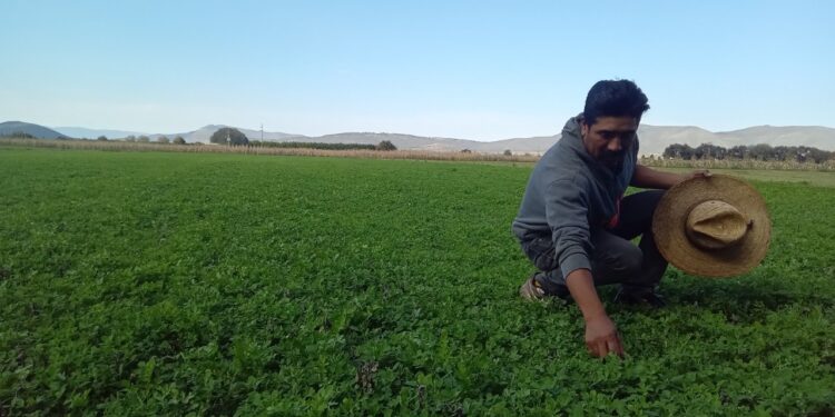 Impulsa Altosano Granjas Carroll la reconversión agrícola en Puebla y Veracruz