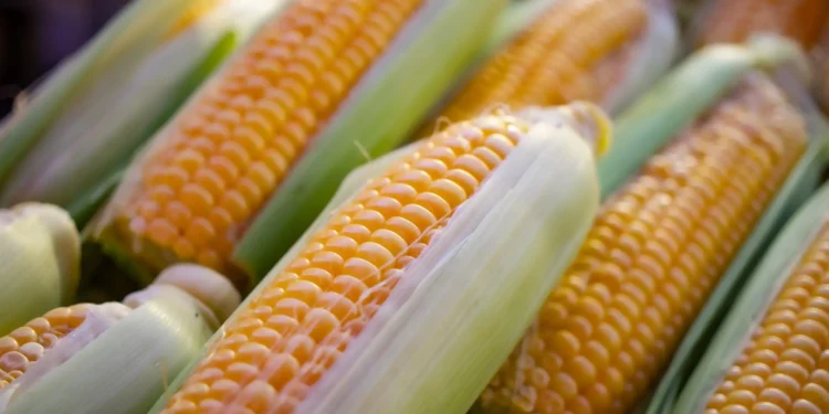Agricultores advierten “catástrofe alimentaria” por aranceles de EE.UU.