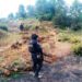 Inhabilita Policía Forestal 11 hornos clandestinos para la deshidratación de madera
