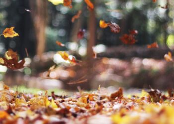 ¿Cuándo inicia el otoño en México?