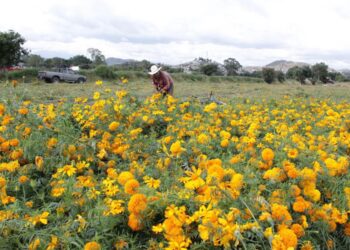 Puebla, líder nacional en producción de cempasúchil y terciopelo