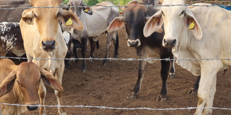 Detectan nuevo caso de gusano barrenador en el ganado en Nuevo León