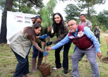 Impulsan reforestación y liberan gavilanes para proteger el Cerro Zapotecas
