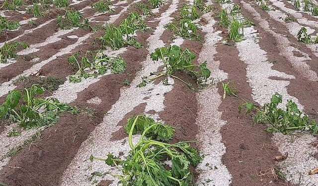 Lluvias afectan más de 2 mil hectáreas en Puebla; se activó fondo de contingencia