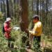 Reforestan La Malinche con 50 mil pinos y refuerzan combate contra plaga forestal