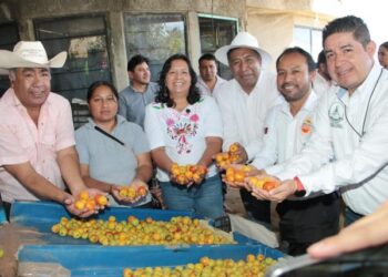 Arranca la temporada de tejocote 2025 en Puebla, con mercados internacionales en la mira