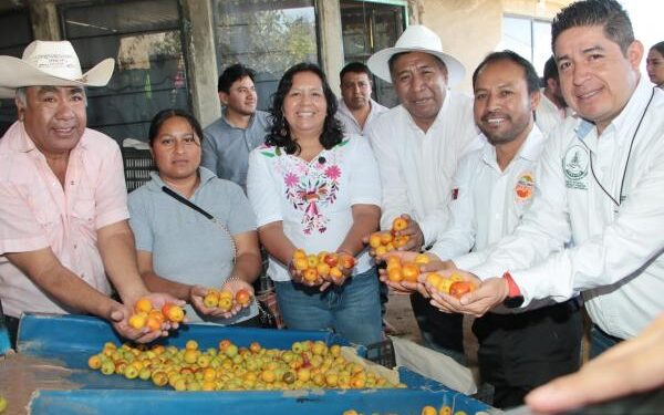 Arranca la temporada de tejocote 2025 en Puebla, con mercados internacionales en la mira