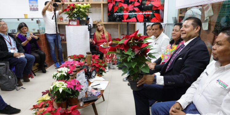 Gobierno de Puebla potencia producción de Nochebuena y consolida a Atlixco como líder nacional