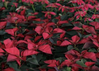 Atlixco se alista para temporada alta de nochebuenas con más de 3 millones de plantas y 3 mil empleos
