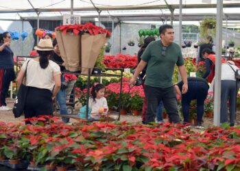 Puebla espera la venta de más de 3 millones de nochebuenas; la SDR invita a visitar viveros locales