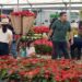 Puebla espera la venta de más de 3 millones de nochebuenas; la SDR invita a visitar viveros locales