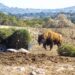 Gobierno de la Ciudad y Africam Safari inician campaña de reciclaje de árboles de Navidad