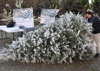Promueve Gobierno de San Pedro Cholula el reciclaje de árboles de Navidad