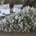 Promueve Gobierno de San Pedro Cholula el reciclaje de árboles de Navidad