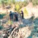 Elimina Policía Forestal seis hornos clandestinos para procesar madera