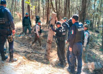 Con operativo interestatal fueron asegurados más de 90 troncos de madera