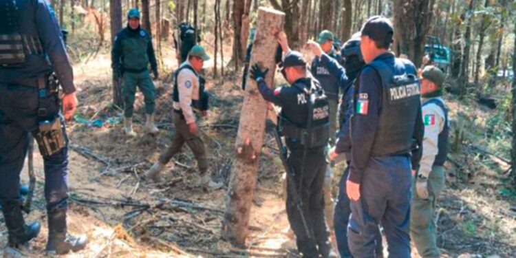 Con operativo interestatal fueron asegurados más de 90 troncos de madera