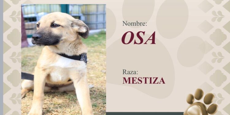 Impulsa gobierno de la Ciudad la adopción responsable de perritos