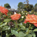 Arranca temporada de producción de la Rosa Poblana en Chiautzingo