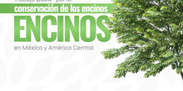 Trabaja BUAP para la conservación de encinos en México y América Central