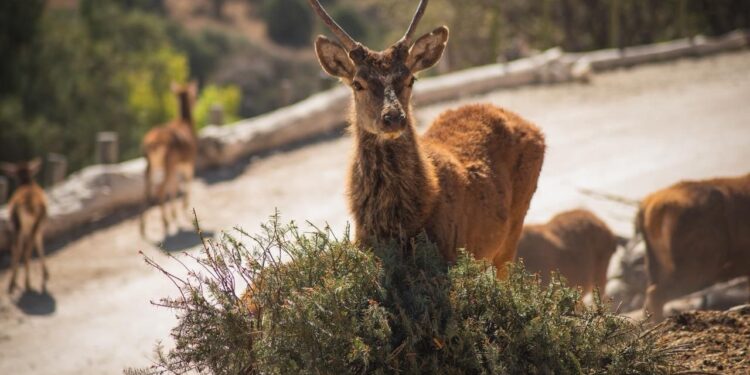 Concluye con éxito la campaña Verde Navidad, en coordinación con Africam Safari y el Gobierno de Pepe Chedraui