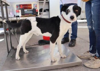 Pepe Chedraui impulsa el bienestar animal en Puebla con más de 8 mil acciones durante febrero