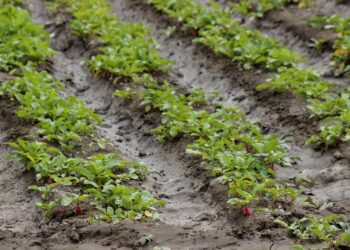 Riego impulsa hasta 90% más producción y transforma el campo poblano: SDR