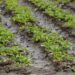 Riego impulsa hasta 90% más producción y transforma el campo poblano: SDR