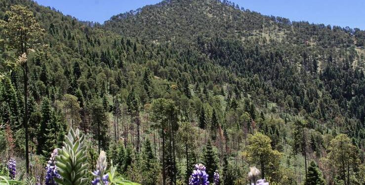 Descarta Armenta desarrollo de viviendas en el Ecoparque La Malinche