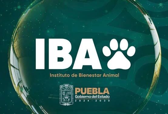 Congreso aprueba desaparecer el Instituto de Bienestar Animal; funciones pasarán al DIF estatal