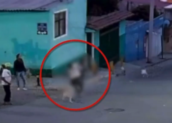 Defendía a perros y terminó herida: agresión causa enojo en redes