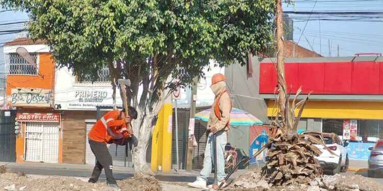 Investiga Gobierno de Puebla tala ilegal en la Calzada Zaragoza; obra queda en pausa