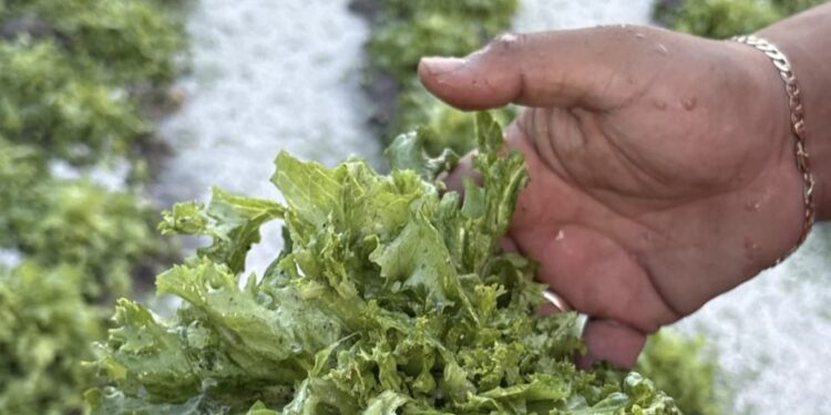 Lluvias y granizadas activan operativo en Puebla; Gobierno descarta afectaciones graves