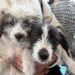Impulsa gobierno de la Ciudad jornadas de bienestar animal en diversas colonias del municipio