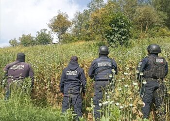 En Zoquitlán, Policía Estatal y Municipal aseguran sembradío de amapola