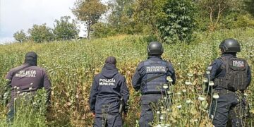 En Zoquitlán, Policía Estatal y Municipal aseguran sembradío de amapola
