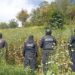En Zoquitlán, Policía Estatal y Municipal aseguran sembradío de amapola