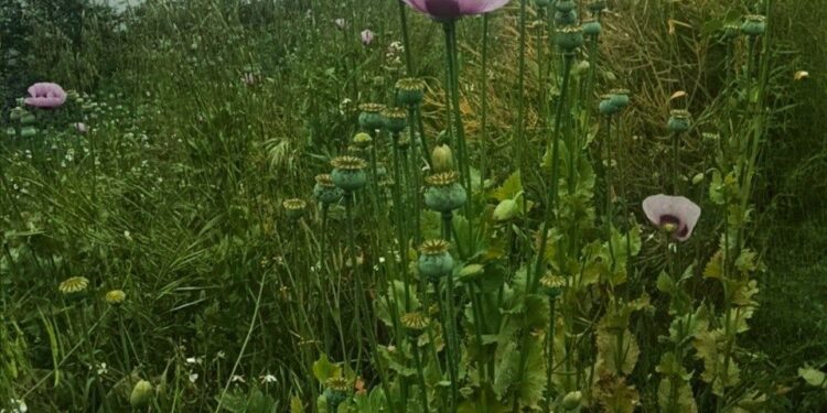 Localizan primer plantío de amapola en Puebla; refuerzan vigilancia en zonas rurales
